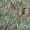 Quercus alba, bark