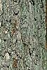 Quercus alba, bark