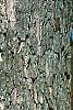 Quercus alba, bark