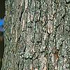 Quercus alba, bark