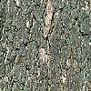 Quercus alba, bark