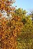 Quercus ellipsoidalis, habit