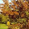 Quercus ellipsoidalis, habit