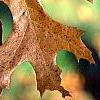 Quercus ellipsoidalis, fall color
