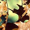 Quercus ellipsoidalis, fall color