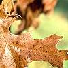 Quercus ellipsoidalis, fall color