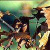 Quercus ellipsoidalis, fall color