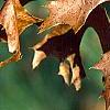 Quercus ellipsoidalis, fall color