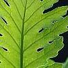 Quercus frainetto, leaves
