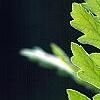 Quercus frainetto, leaves