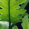 Quercus frainetto, leaves