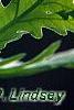Quercus frainetto, leaves