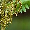 Quercus frainetto, flowers