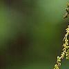Quercus frainetto, flowers