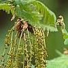 Quercus frainetto, flowers