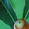 Quercus serrata subsp. serrata, fruit