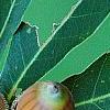 Quercus serrata subsp. serrata, fruit