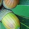 Quercus serrata subsp. serrata, fruit