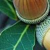Quercus serrata subsp. serrata, fruit
