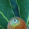 Quercus serrata subsp. serrata, fruit