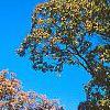 Quercus macrocarpa, fall color