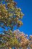 Quercus macrocarpa, fall color
