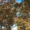Quercus macrocarpa, fall color