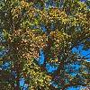Quercus macrocarpa, fall color