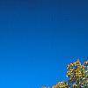 Quercus macrocarpa, fall color