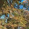 Quercus macrocarpa, fall color