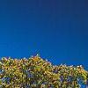 Quercus macrocarpa, fall color