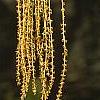 Quercus marilandica, flowers