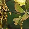 Quercus marilandica, flowers