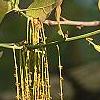 Quercus marilandica, flowers
