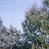 Quercus muehlenbergii, habit