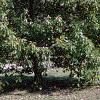 Quercus muehlenbergii, habit