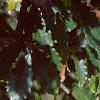 Quercus muehlenbergii, leaves