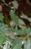 Quercus muehlenbergii, leaves