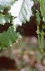 Quercus muehlenbergii, leaves