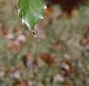 Quercus muehlenbergii, leaves
