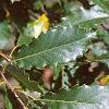 Quercus muehlenbergii, leaves