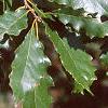 Quercus muehlenbergii, leaves