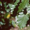 Quercus muehlenbergii, leaves