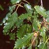 Quercus muehlenbergii, leaves