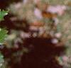 Quercus muehlenbergii, leaves