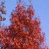 Quercus palustris, habit