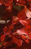 Quercus palustris, fall color