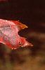 Quercus palustris, fall color