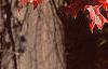 Quercus palustris, fall color