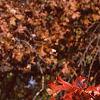 Quercus palustris, fall color
